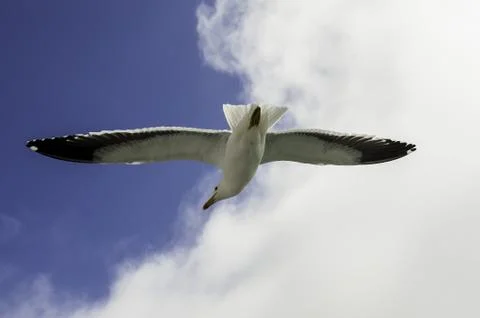 Flying Seagull Stock Photos