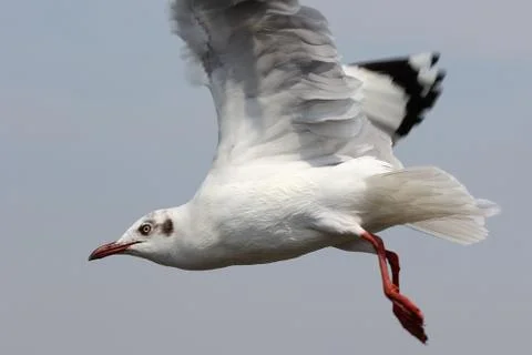 Flying seagull Stock Photos