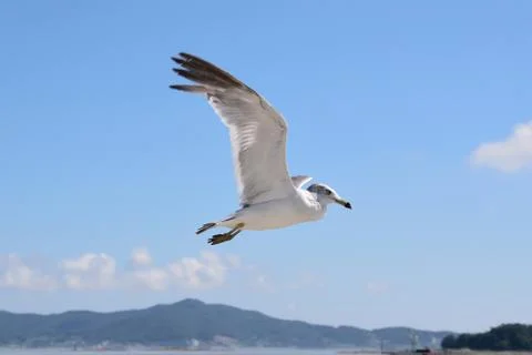 Flying seagull Stock Photos
