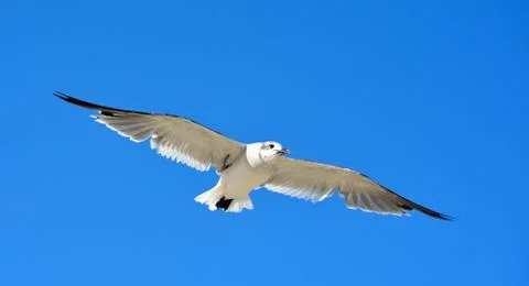 Flying seagull Stock Photos