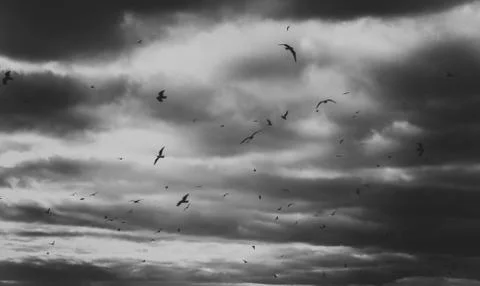 Flying seagull Stock Photos