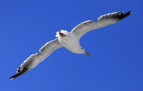 The flying seagull Stock Photos