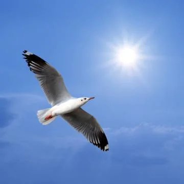 Flying seagull Stock Photos