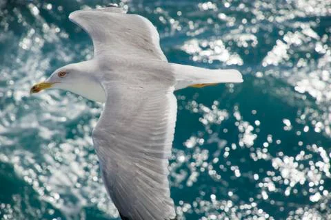 Flying seagull Stock Photos