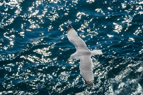Flying seagull Stock Photos