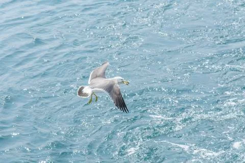 Flying Seagull Foto stock