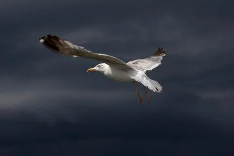 Flying seagull Foto stock