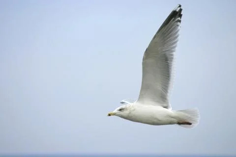 Flying seagull Stock Photos