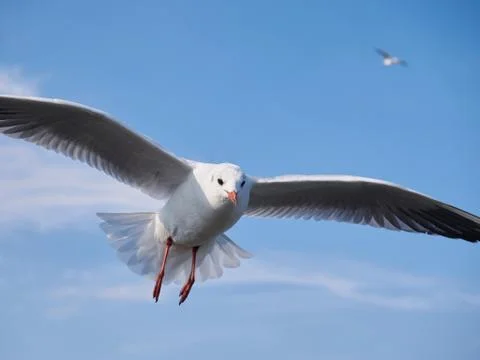 Flying seagull Stock Photos