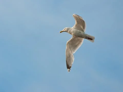 Flying Seagull Stock Photos