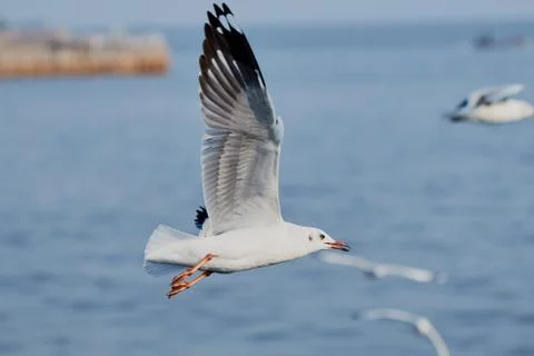 Flying seagull Stock Photos