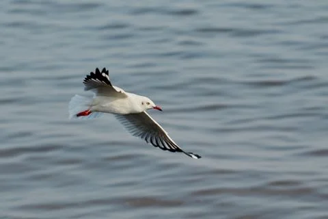 Flying seagull Stock Photos