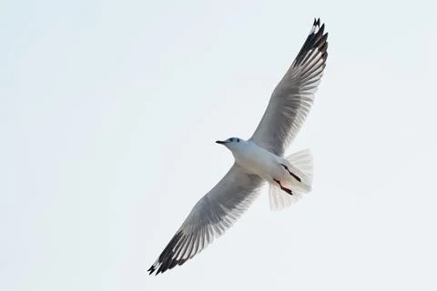 Flying seagull Stock Photos
