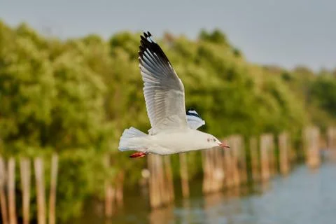 Flying seagull Stock Photos