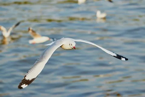 Flying seagull Stock Photos