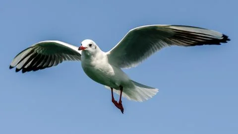 Flying Seagull Stock Photos