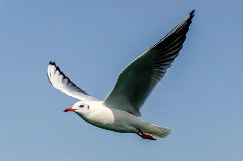 Flying Seagull Stock Photos
