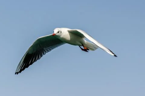 Flying Seagull Stock Photos
