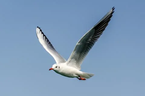 Flying Seagull Stock Photos