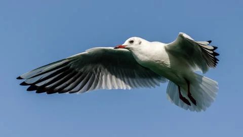 Flying Seagull Stock Photos
