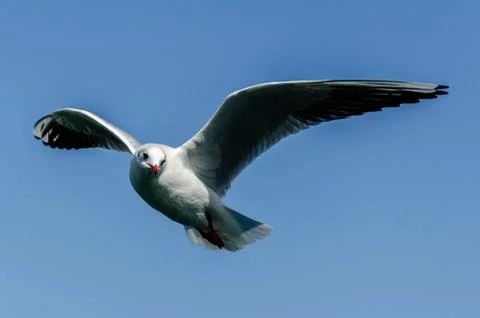 Flying Seagull Foto stock