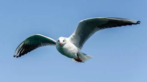 Flying Seagull Foto stock