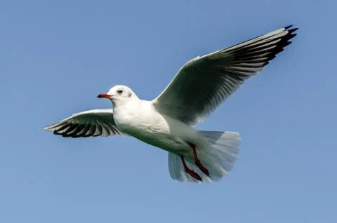 Flying Seagull Stock Photos
