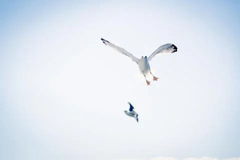 Flying Seagull 写真素材