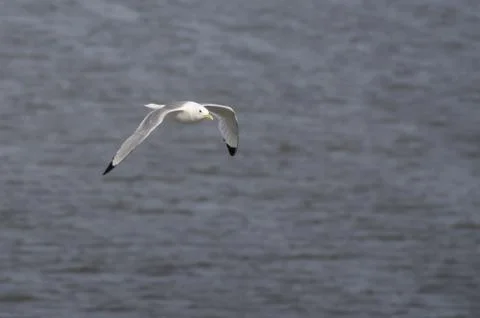 Flying seagull Stock Photos