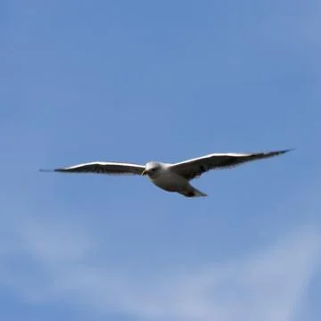 Flying seagull. Stock Photos