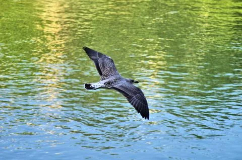 Flying seagull Fotos Stock