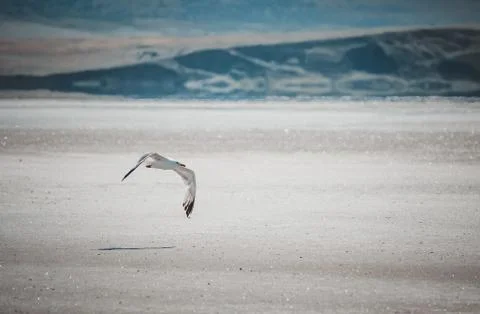 Flying seagull Stock Photos