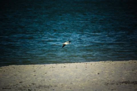 The flying Seagull Stock Photos