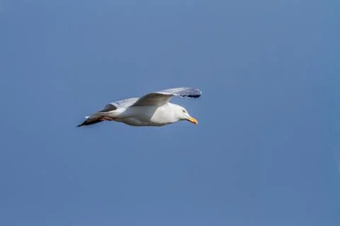 The flying seagull Stock Photos