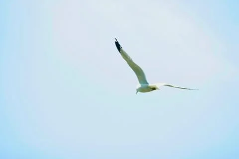 Flying Seagull Stock Photos