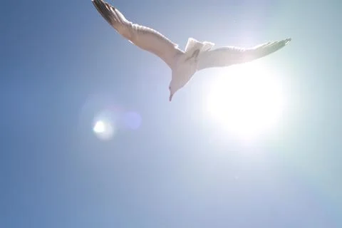 Flying seagull Stock Photos