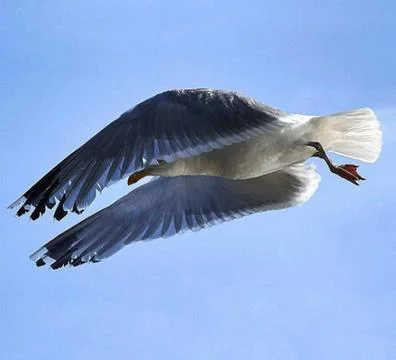 Flying Seagull Stock-Fotos