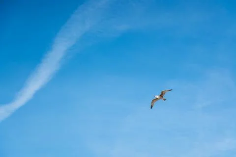 The flying seagull Foto stock