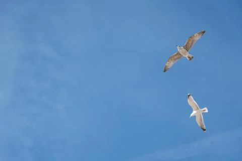 The flying seagull Stock Photos