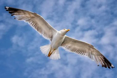 Flying Seagull Stock Photos
