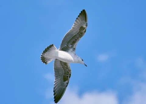 Flying Seagull Foto stock