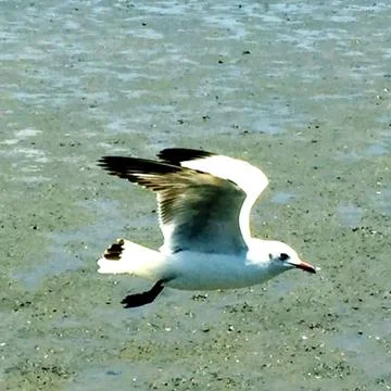 Flying Seagull Stock Photos