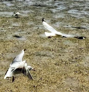 Flying Seagull Stock Photos