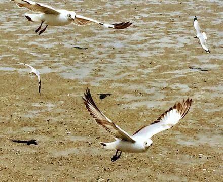 Flying Seagull Stock Photos