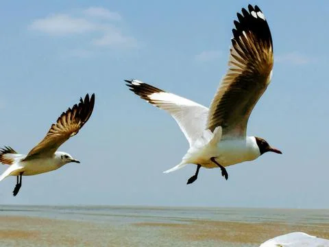 Flying Seagull Stock Photos