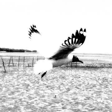 Flying Seagull Stock Photos