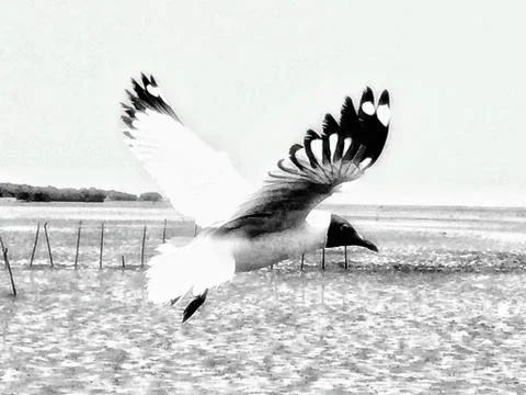 Flying Seagull Stock Photos