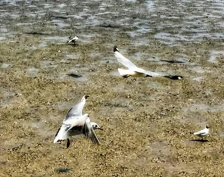 Flying Seagull Stock Photos