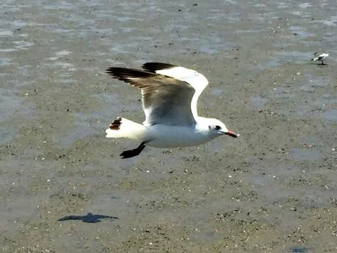 Flying Seagull Stock Photos