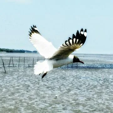Flying Seagull Stock Photos